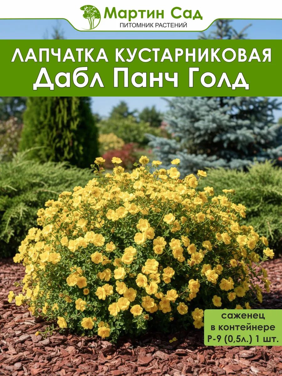 Лапчатка кустарниковая Дабл Панч Голд Р-9