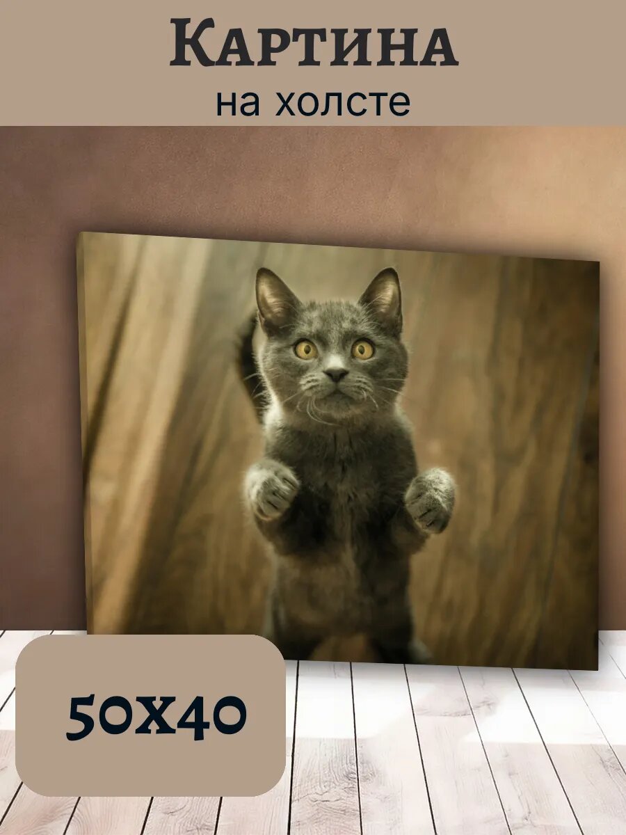 Картина Кот Кошка Cat 40x50 уютный серый котенок