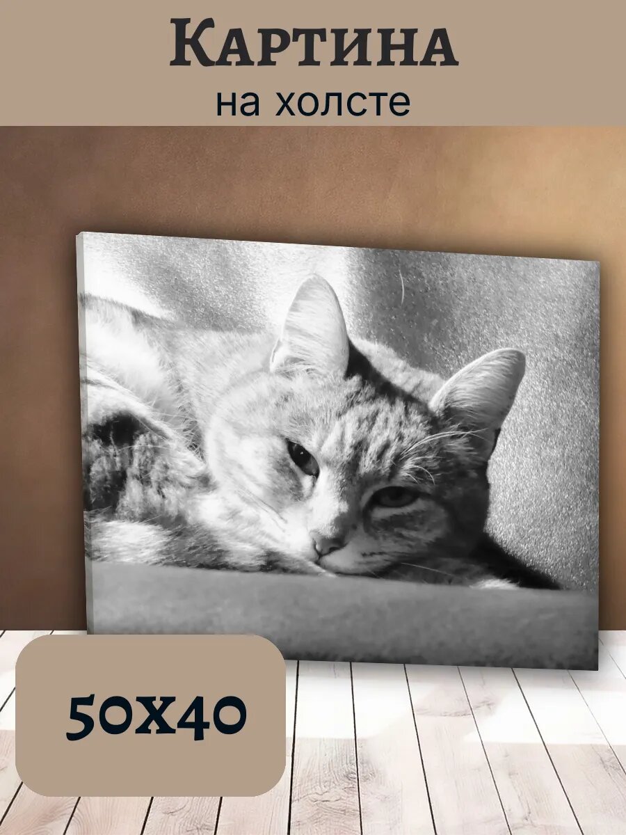 Картина Постер Кот Кошка Cat 40x50 полосатый Табби