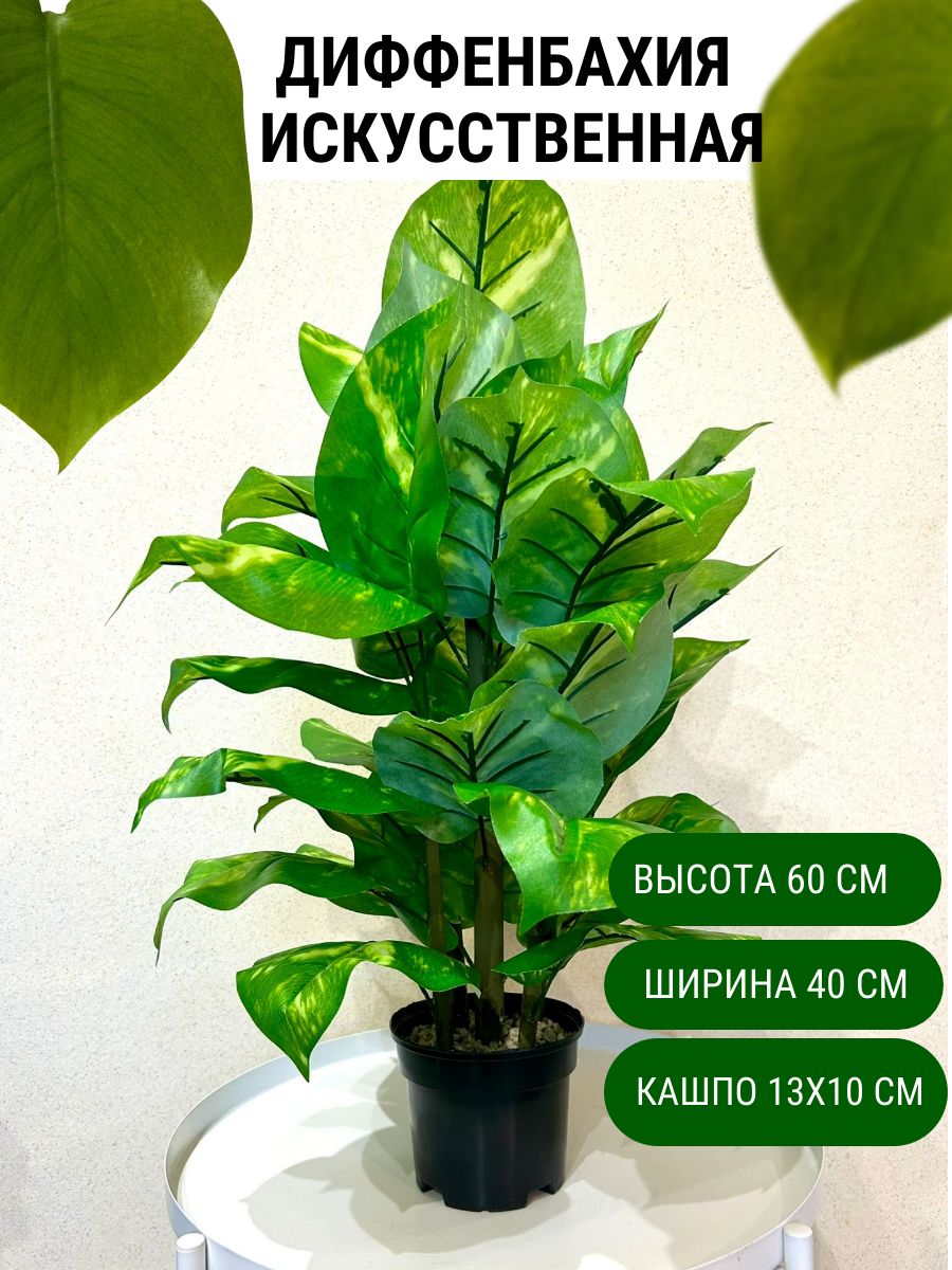 Диффенбахия в кашпо 60 см
