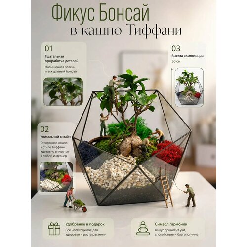 фото Geo glass — фикус микрокарпа бонсай во флорариуме икосаэдр тиффани, живое дерево 30 см с мхом и камнями, подарок для интерьера geoglass