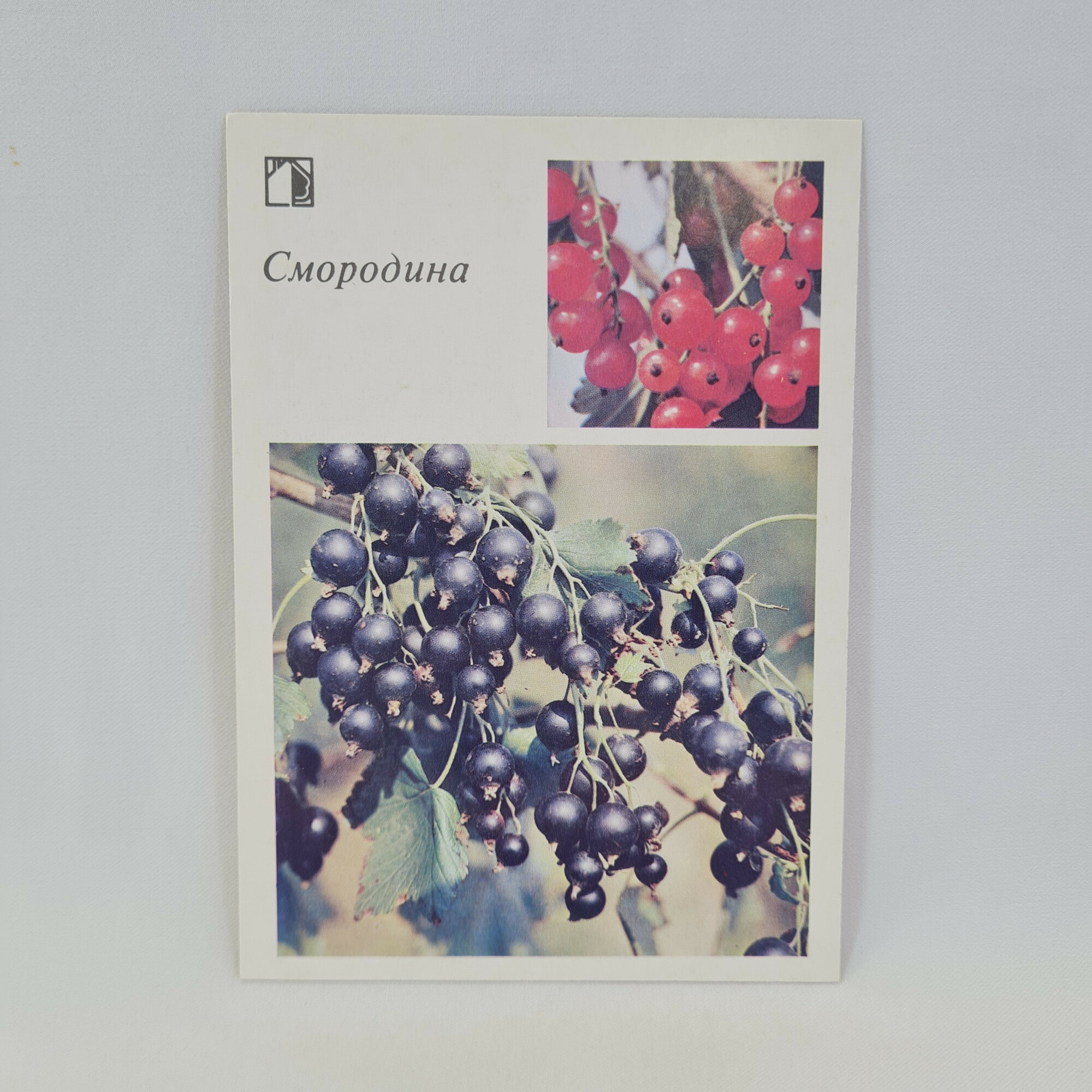 Открытка советская СССР. Садовая культура, ягоды черной смородины и рекомендации по выращиванию. Вин