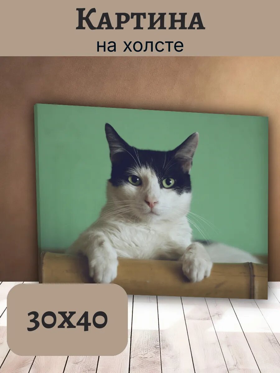 Картина Кот Кошка Cat 30x40 с бамбуком на зеленом фоне