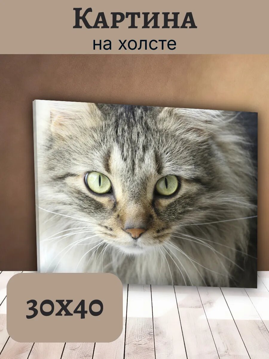 Картина Кот Кошка Cat 30x40 портрет пушистого полосатого