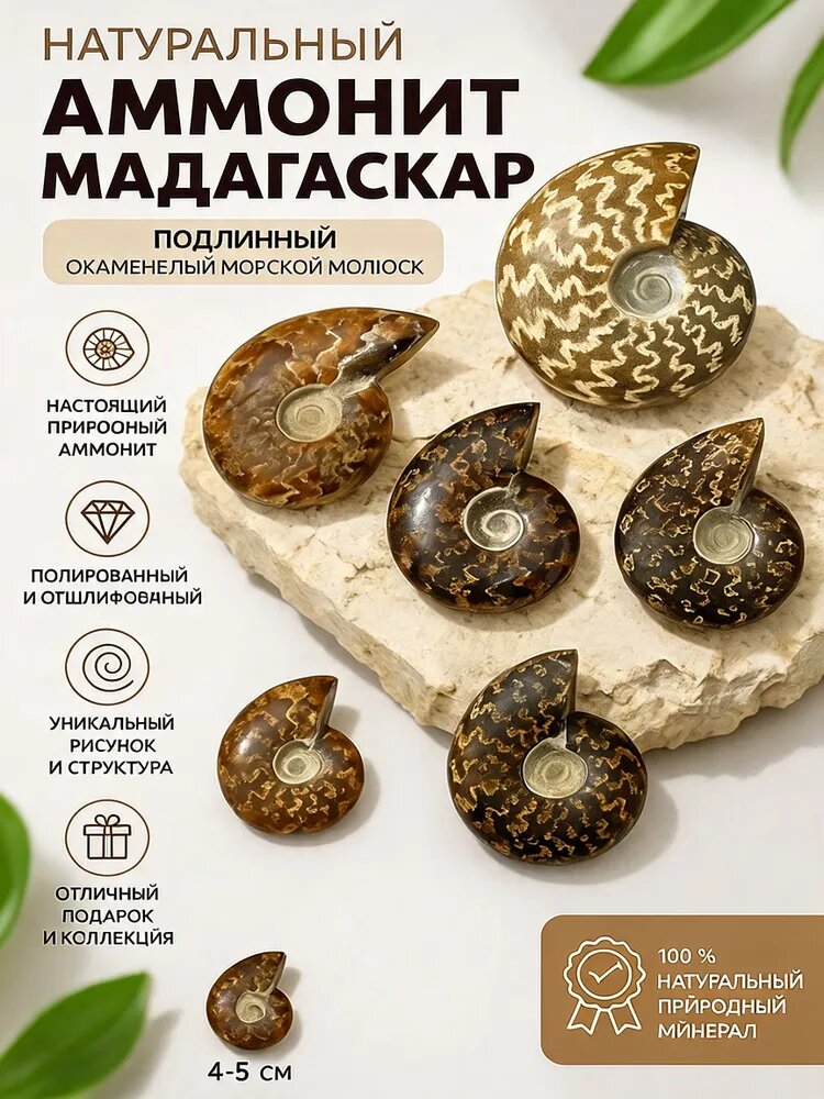 Аммонит-Камень аммонит Мадагаскар 4-5 см красивый ископаемый моллюск для интерьера и коллекци,1 шт.
