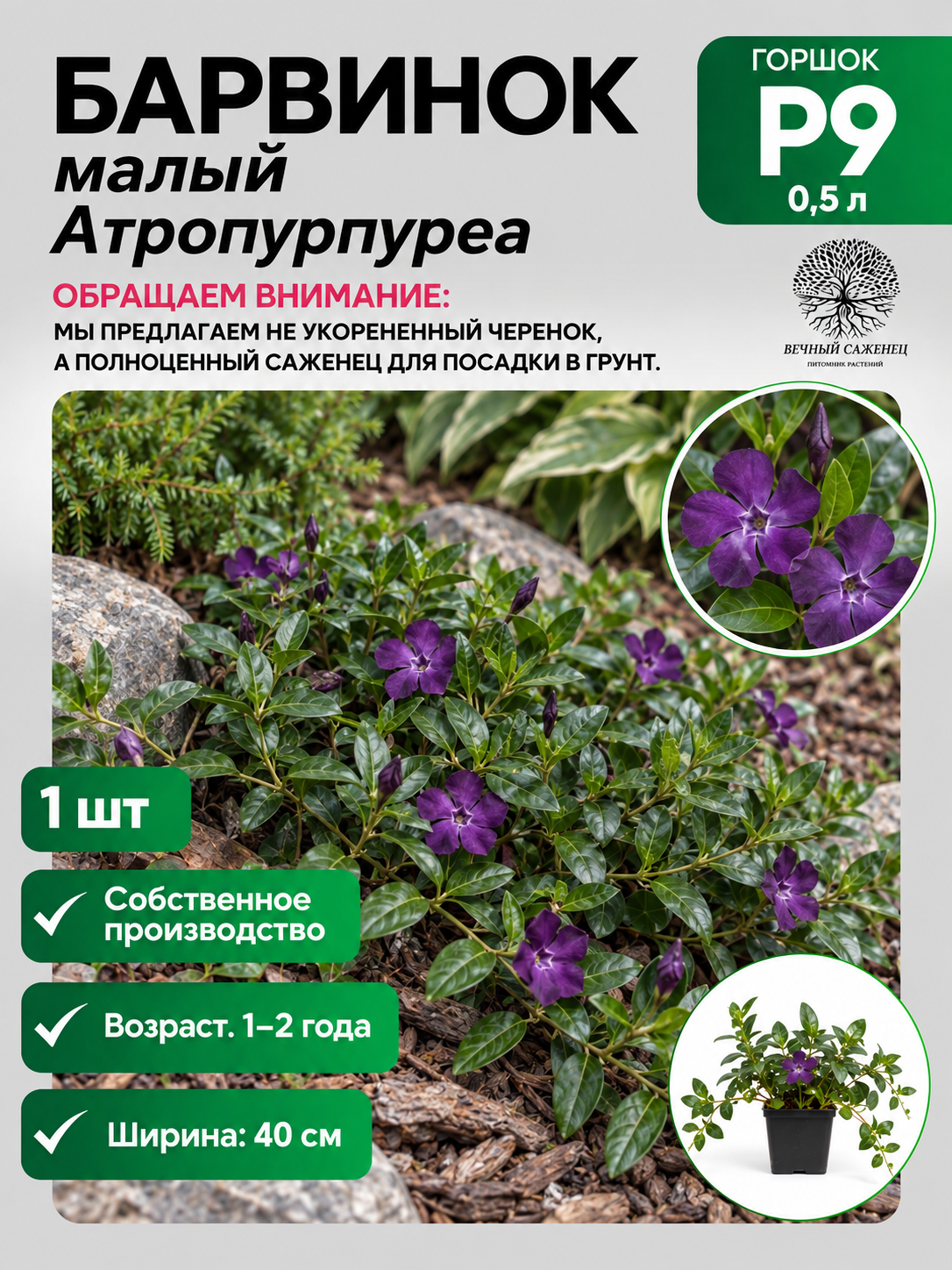 Барвинок малый Атропурпуреа, саженец для сада и дачи, декоративное растение для посадки