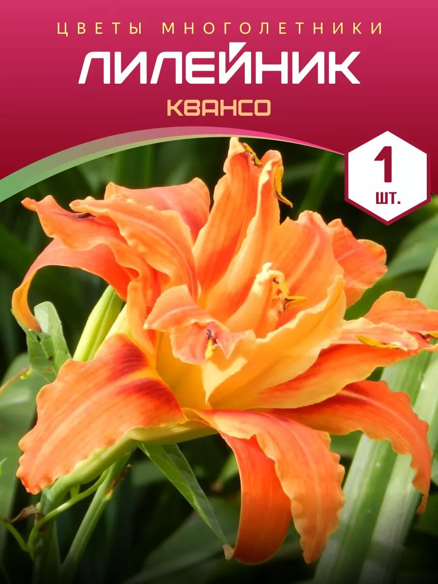 Лилейник Квансо