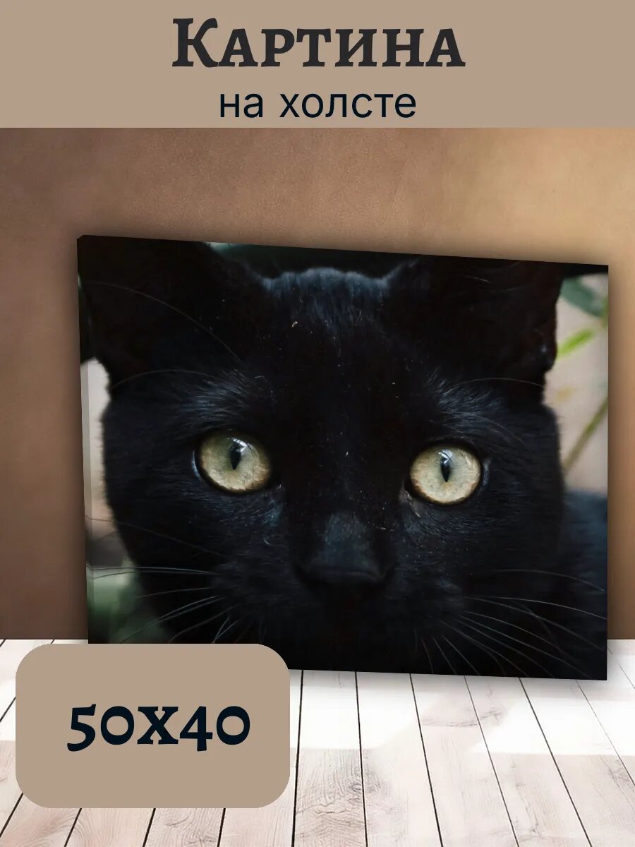 Картина Постер Кот Кошка Cat 40x50 черный с зелеными глазами