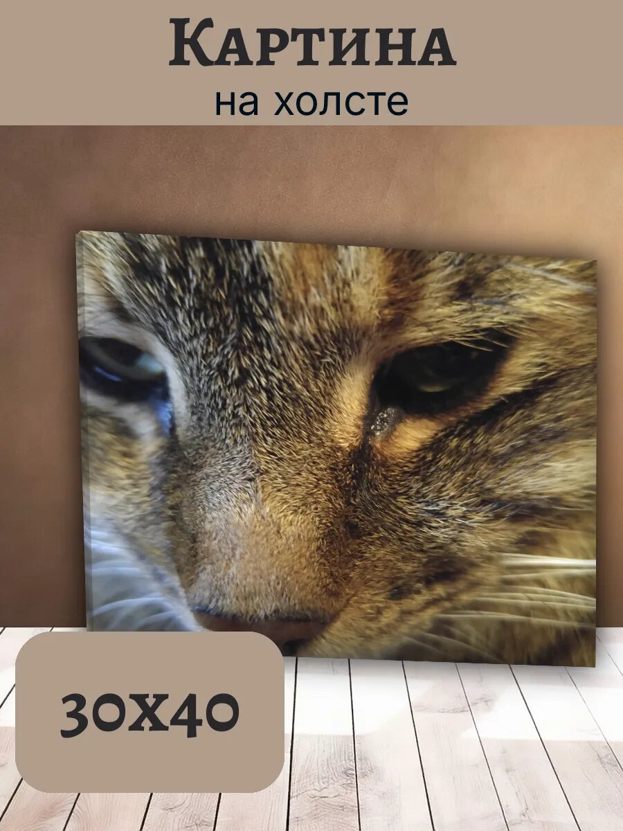 Картина Кот Кошка Cat 30x40 крупный план морды табби