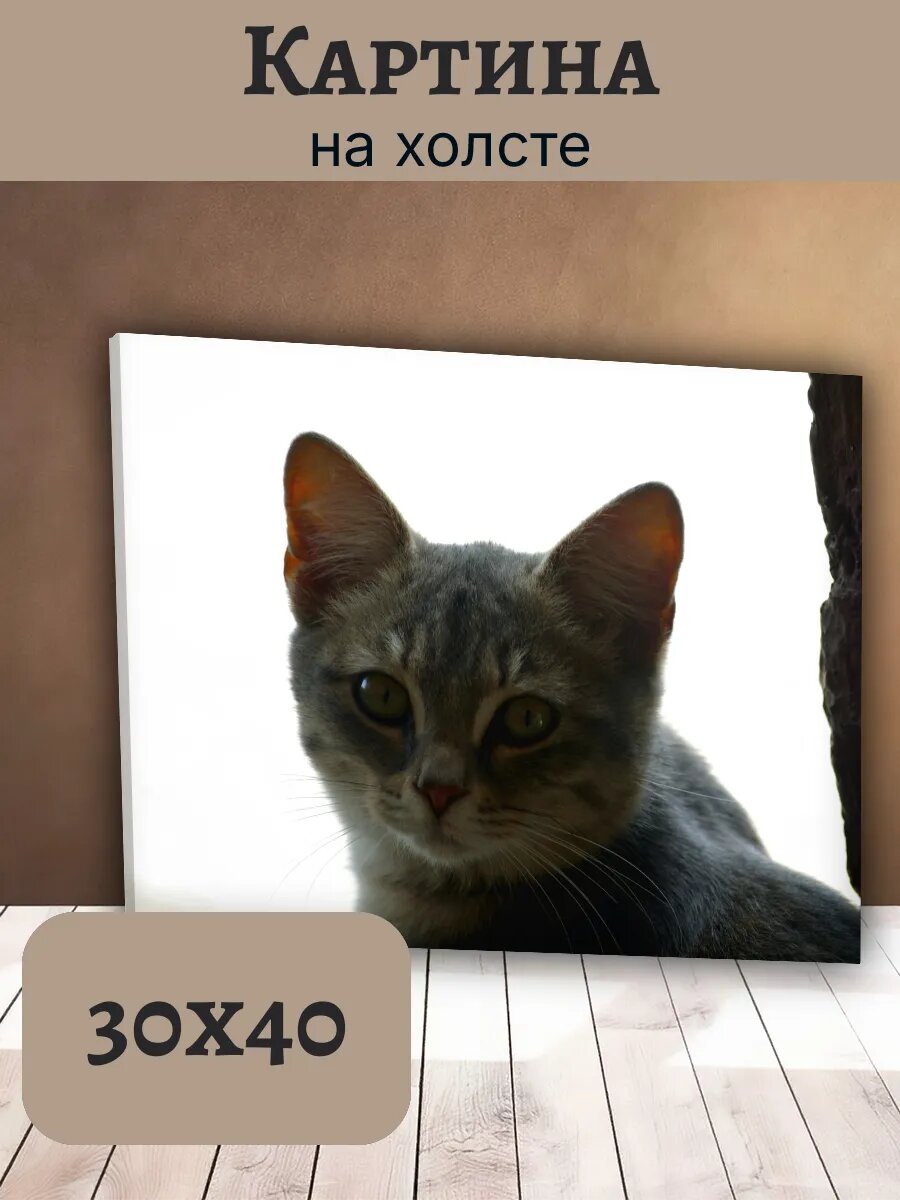 Картина Кот Кошка Cat 30x40 портрет серого полосатого кота