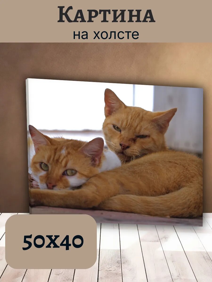 Картина Кот Кошка Cat 40x50 уютные рыжие пушистые питомцы