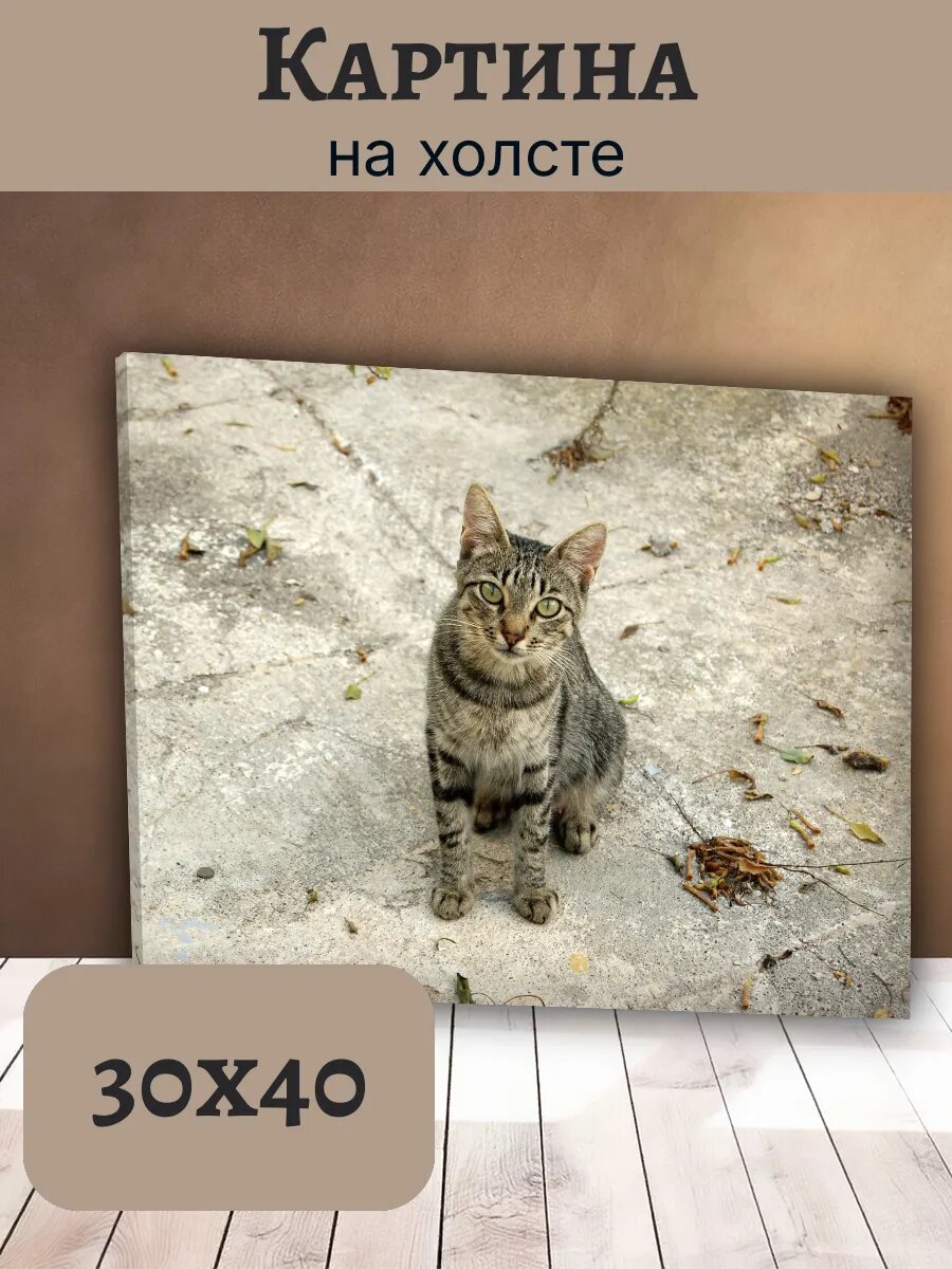 Картина Кот Кошка Cat 30x40 серый Полосатый Табби