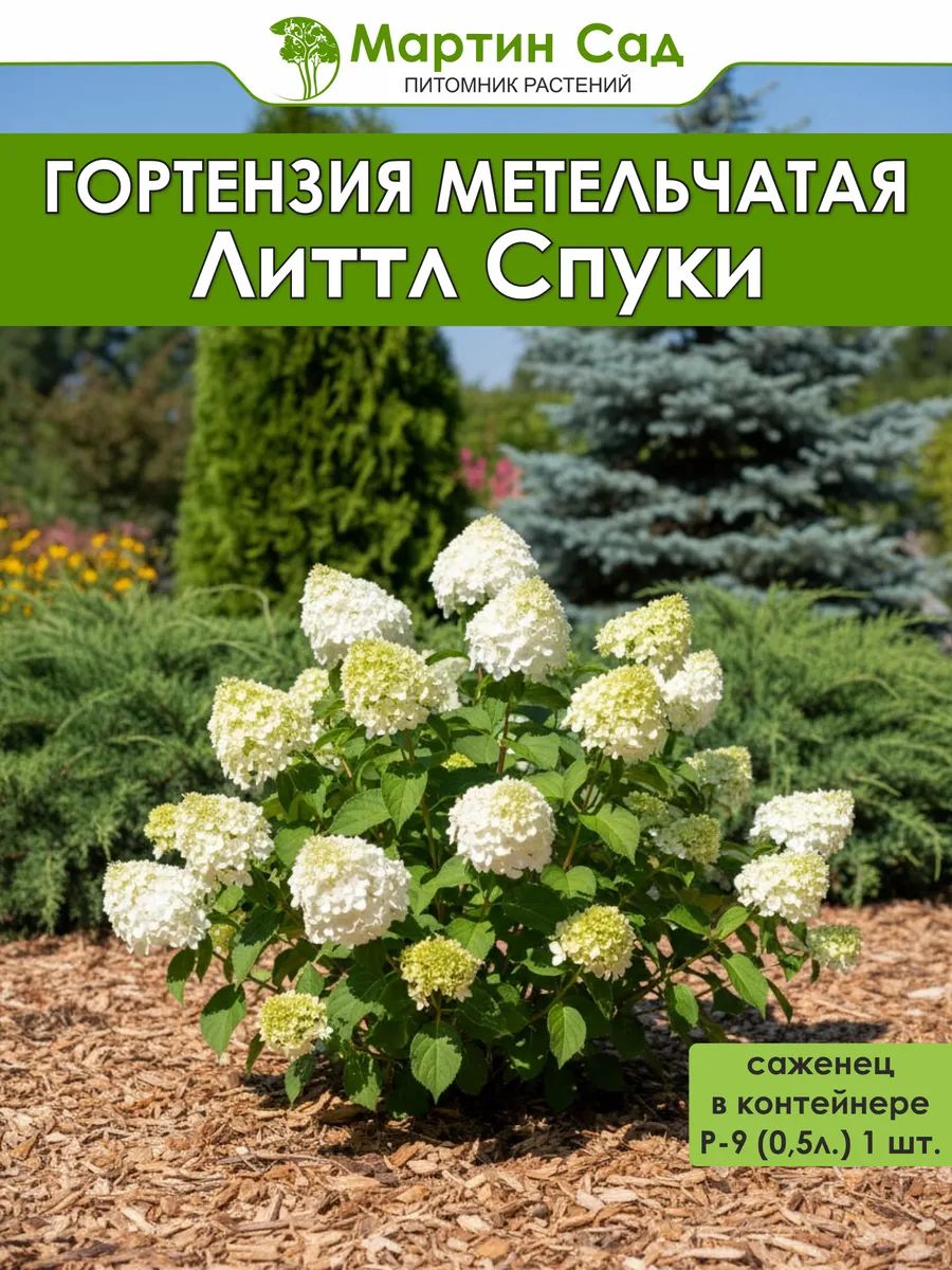 Гортензия метельчатая Литтл Спуки Р-9