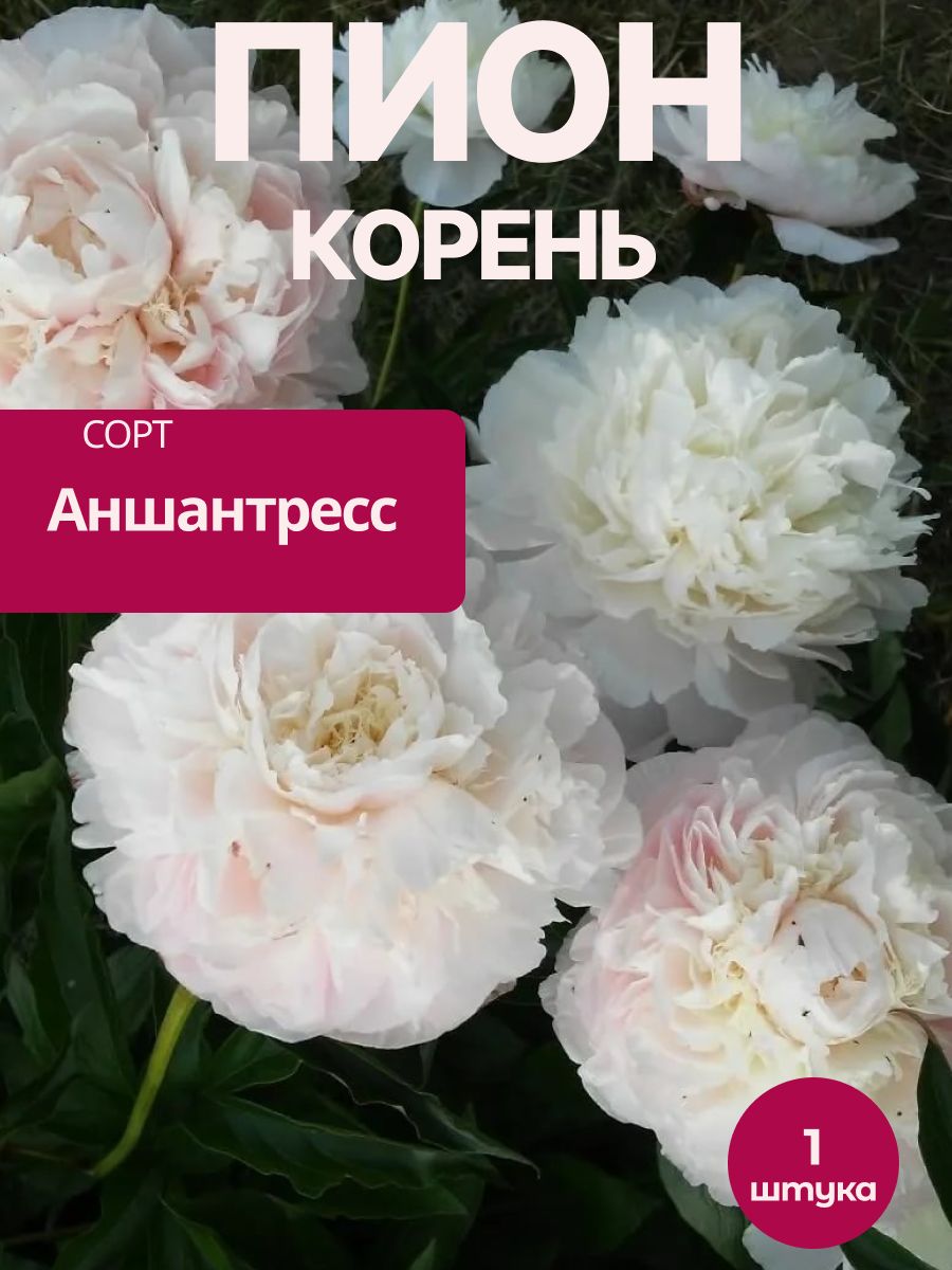 Пион Аншантресс корень 1 шт