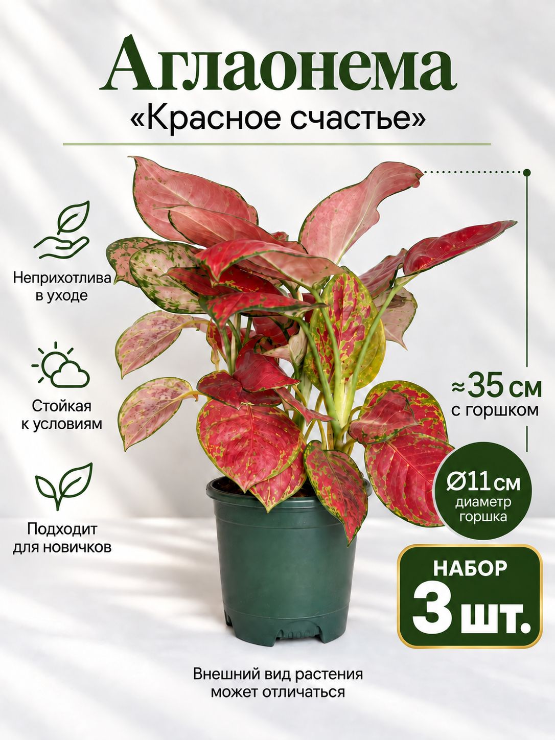Аглаонема Red Ruyi живая в горшке, комнатное растение, набор 3 шт.