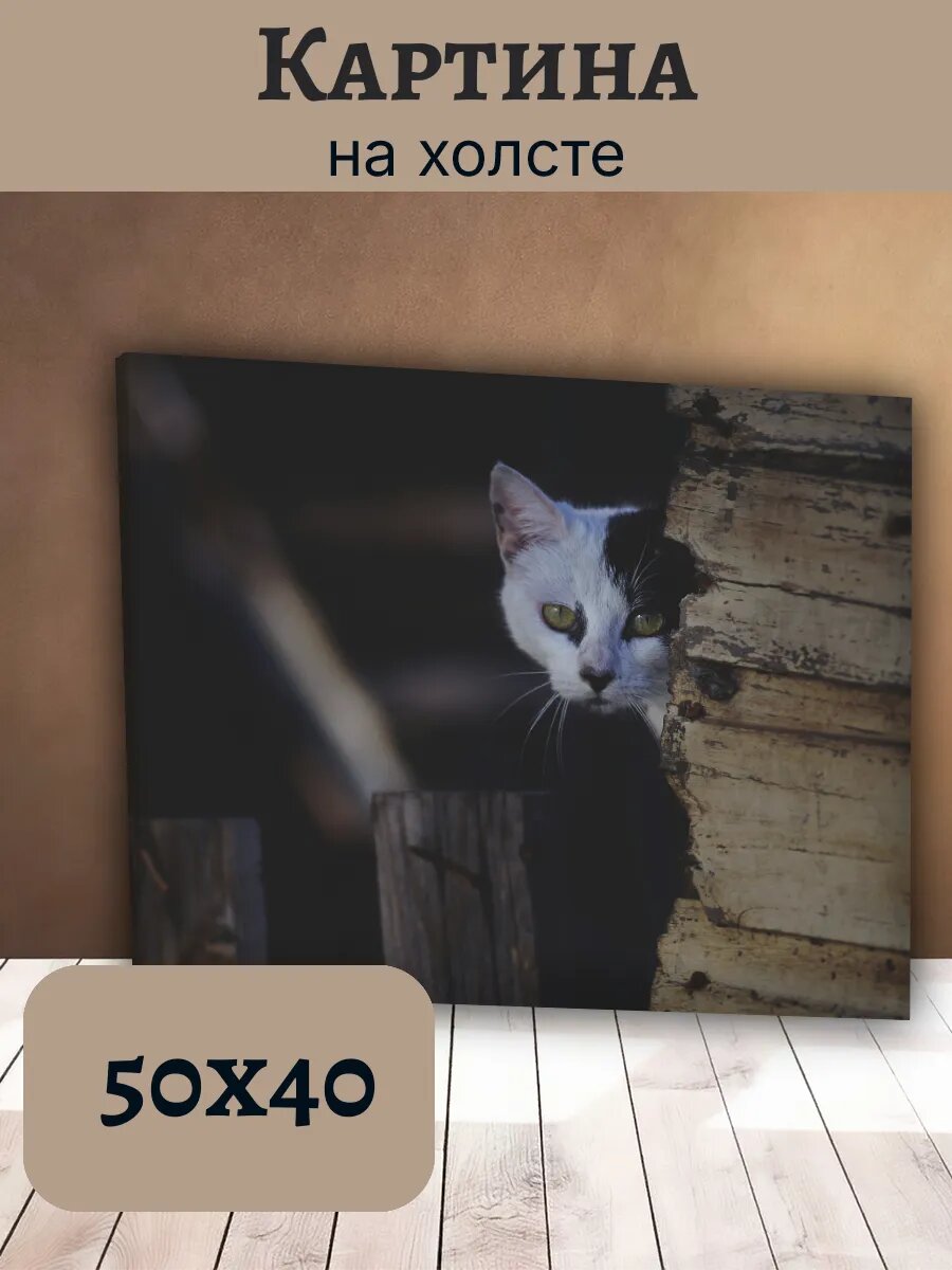 Картина Постер Кот Кошка Cat 40x50 с изображением