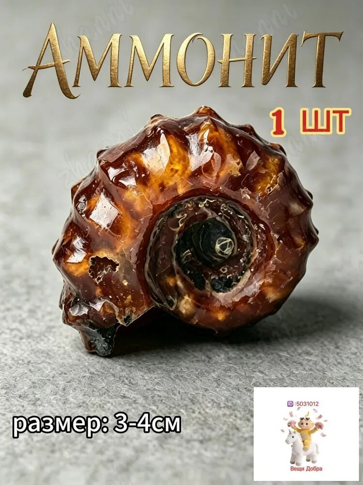 Аммонит Цельный Ребристый, натуральный минерал, размер: 3-4см.