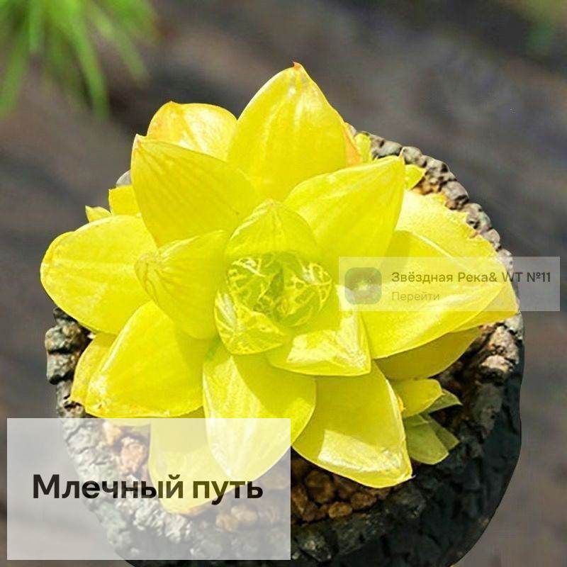 Стабилизированные цветы 3 см 1 шт