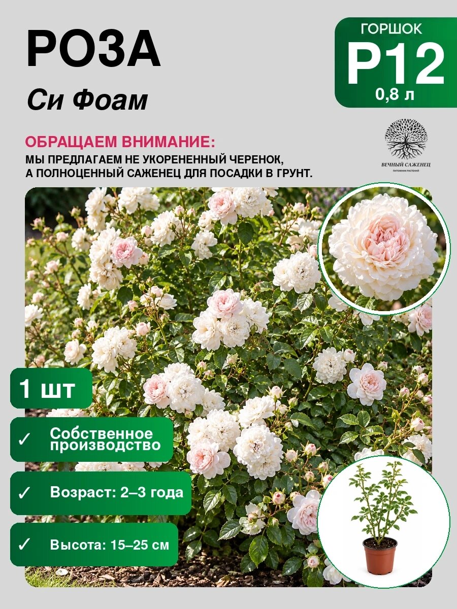 Роза почвопокровная Си Фоам Р12, саженец для сада и дачи, декоративное растение для посадки