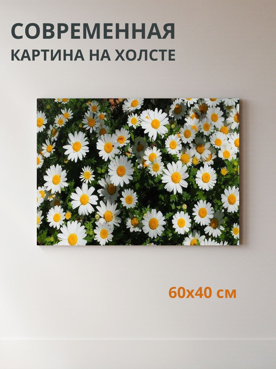 Картина на холсте Белые ромашки 60x40 см