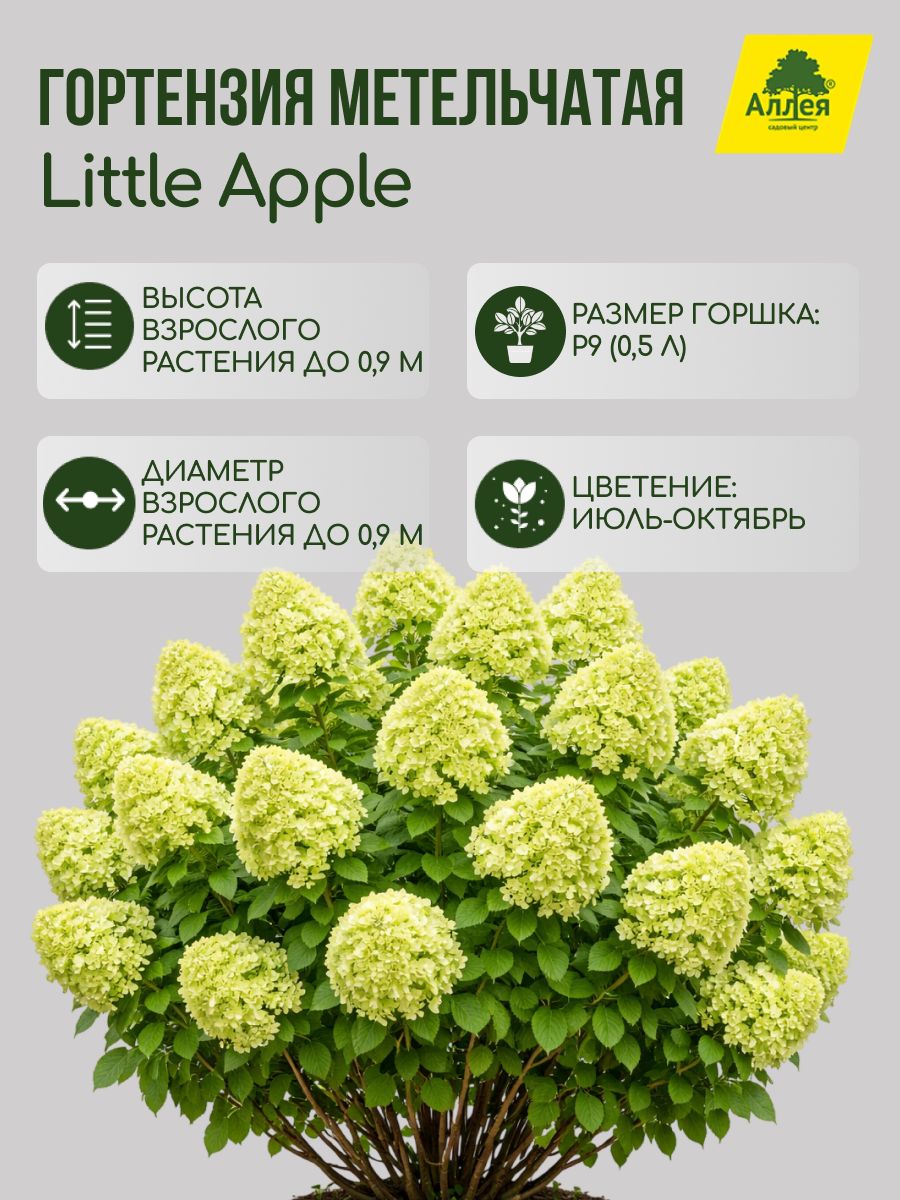 Гортензия метельчатая Little Apple Р9