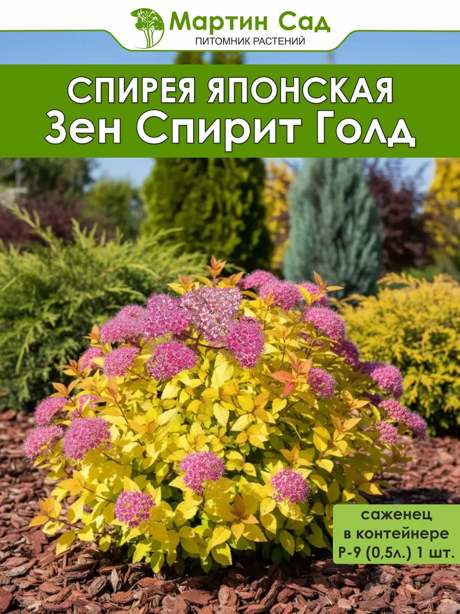 Спирея японская Зен Спирит Голд Р-9