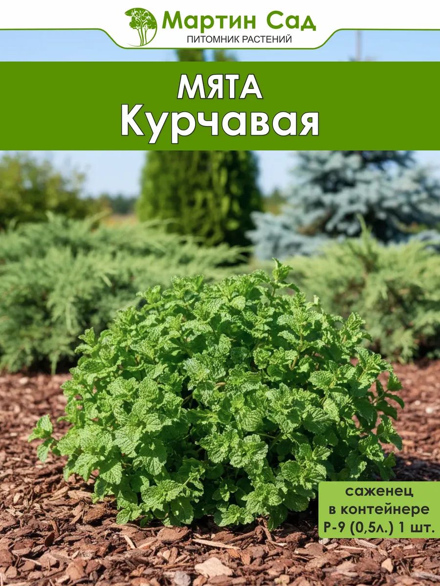 Мята Курчавая Р-9