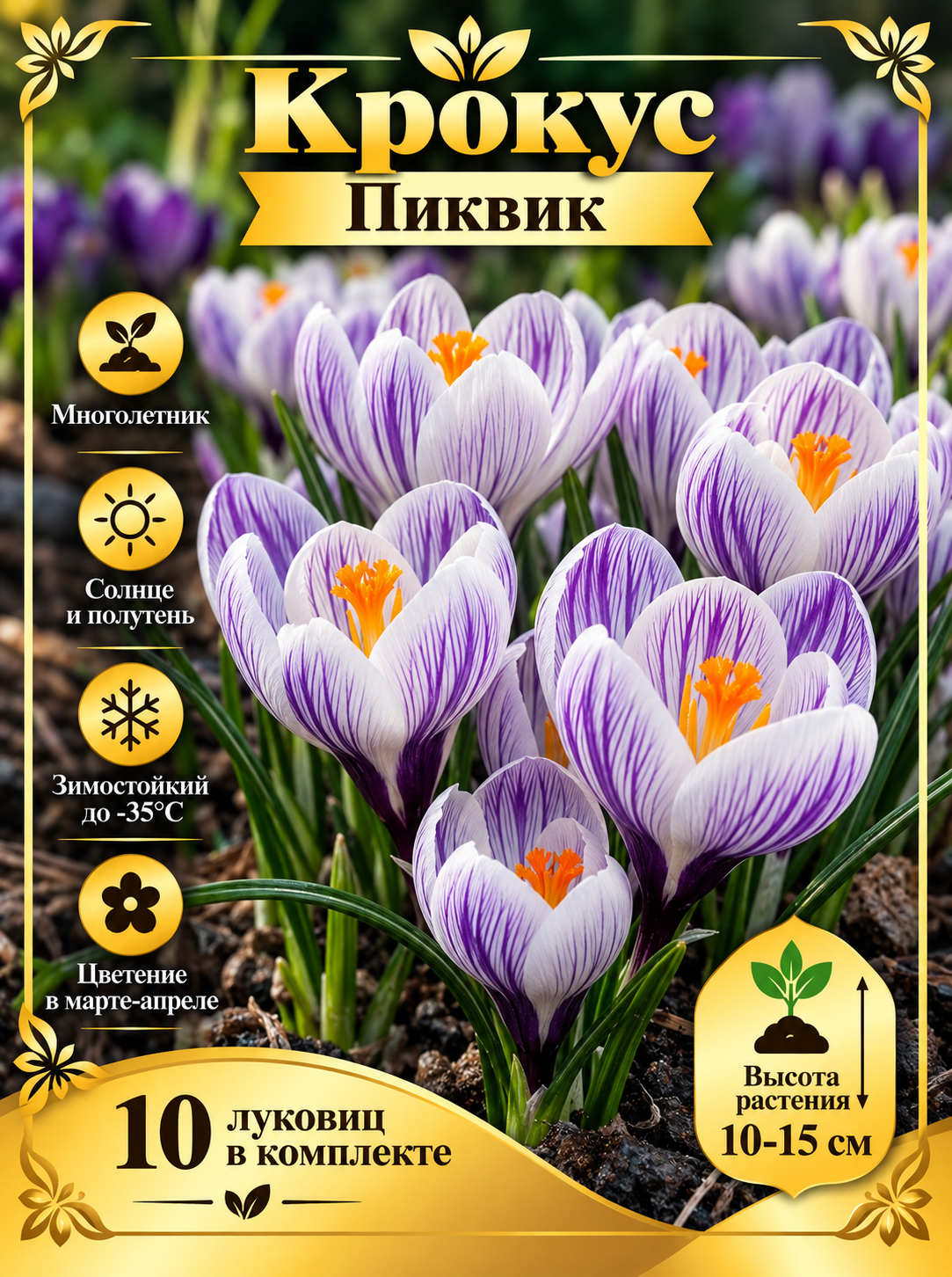 Крокус Пиквик (10 луковиц в комплекте)