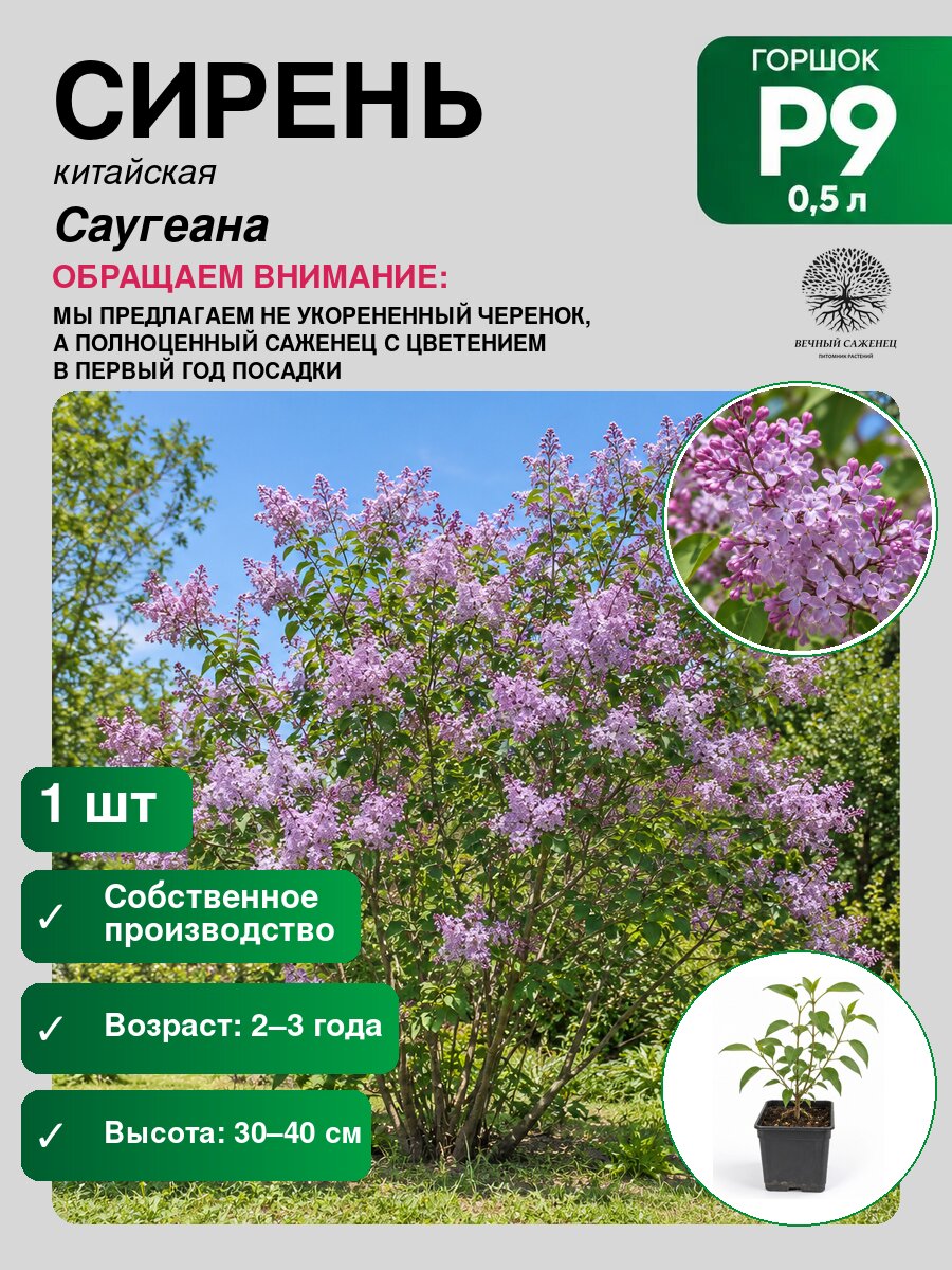 Сирень китайская Саугеана, саженец для сада и дачи, декоративное растение для посадки