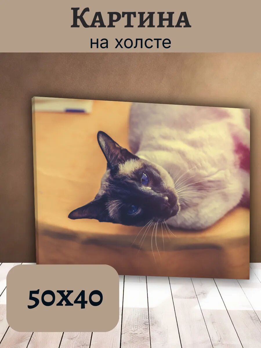 Картина Кот Кошка Cat 40x50 сиамская порода