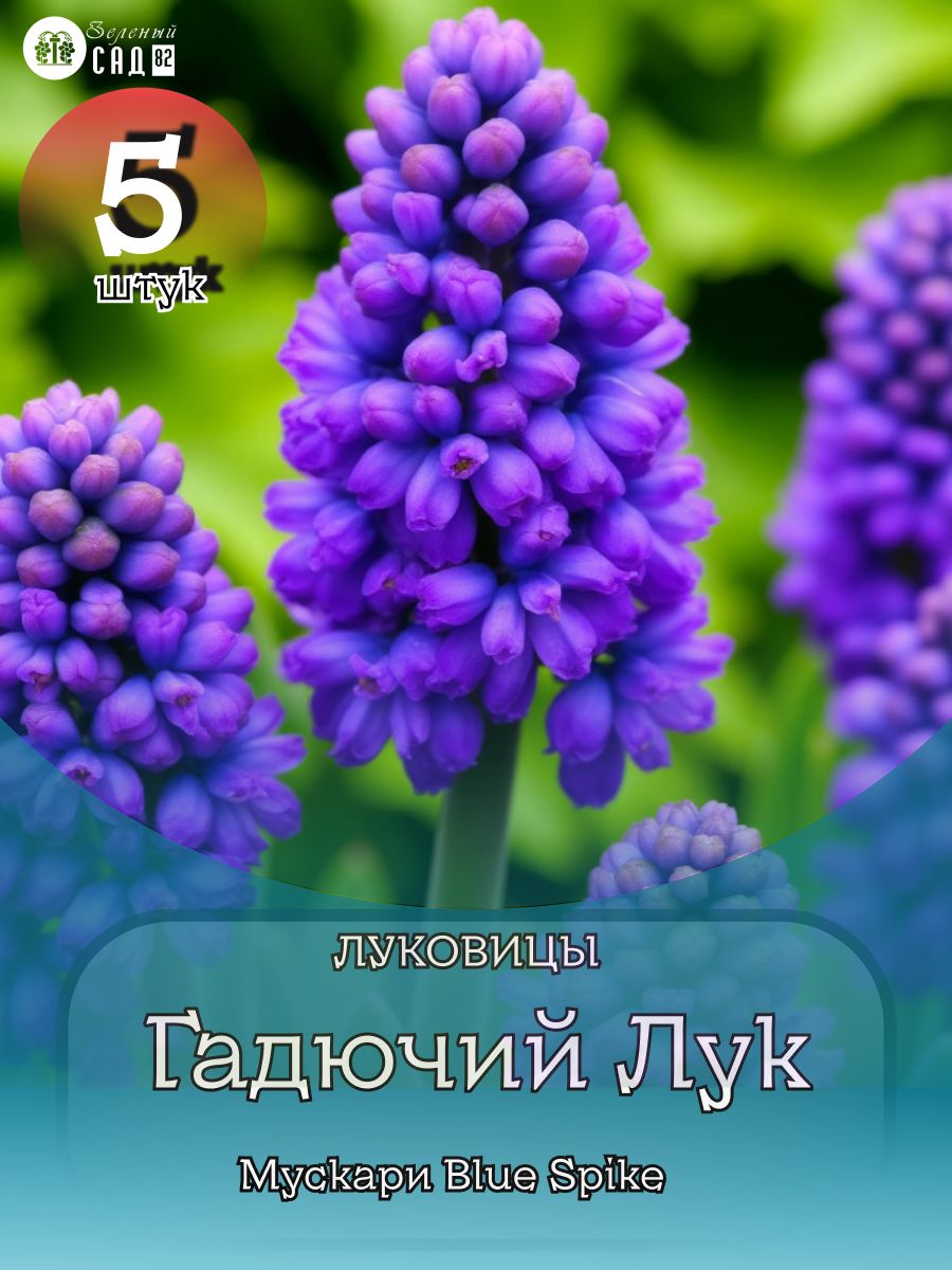 Гадючий лук Мускари Blue Spike луковицы 5шт