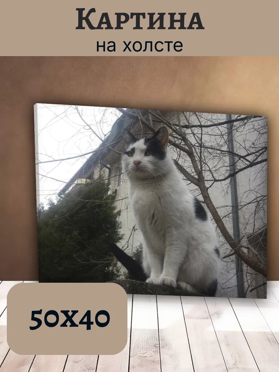 Картина Кот Кошка Cat 40x50 с изображением черно-белого кота