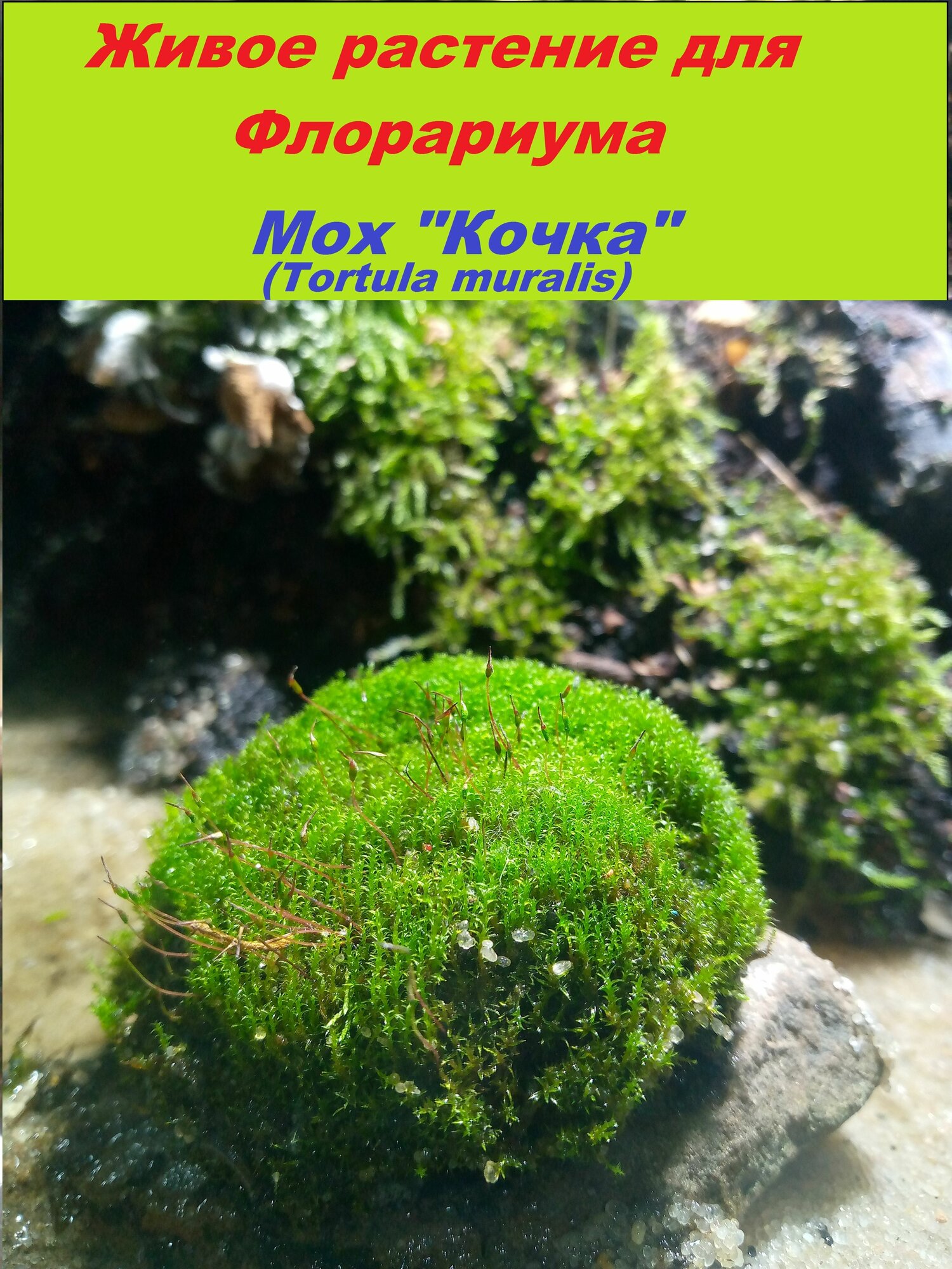 Живое растение для Флорариума (Мох "Кочка")