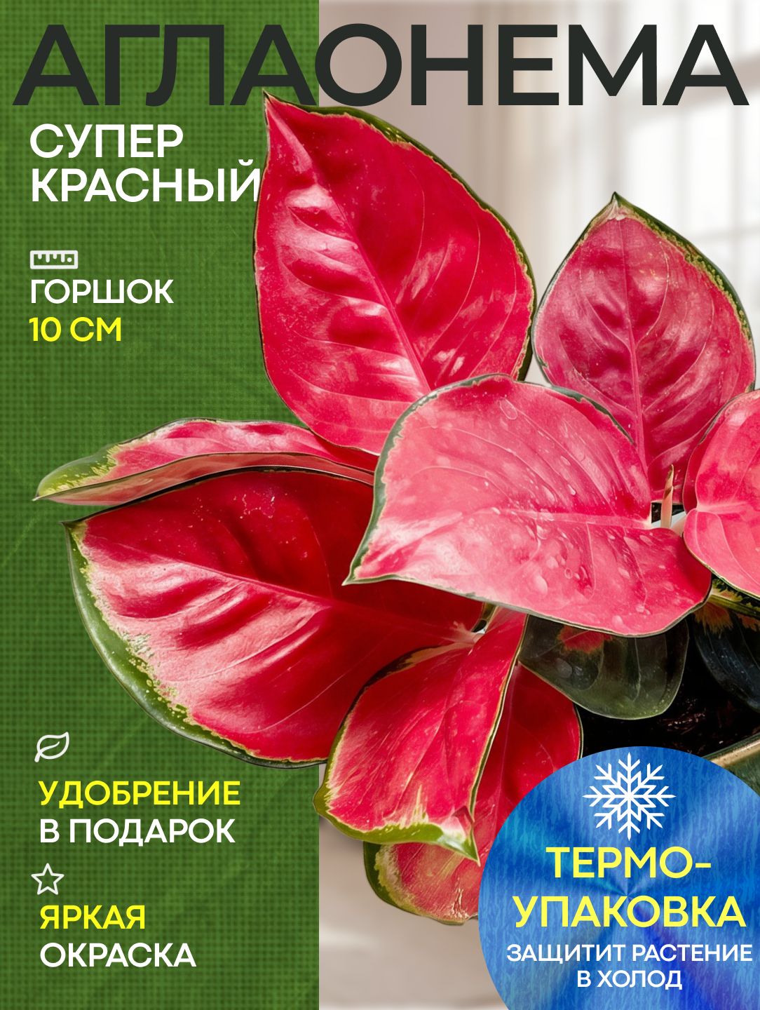 Аглаонема Супер Красный саженец комнатного растения живой