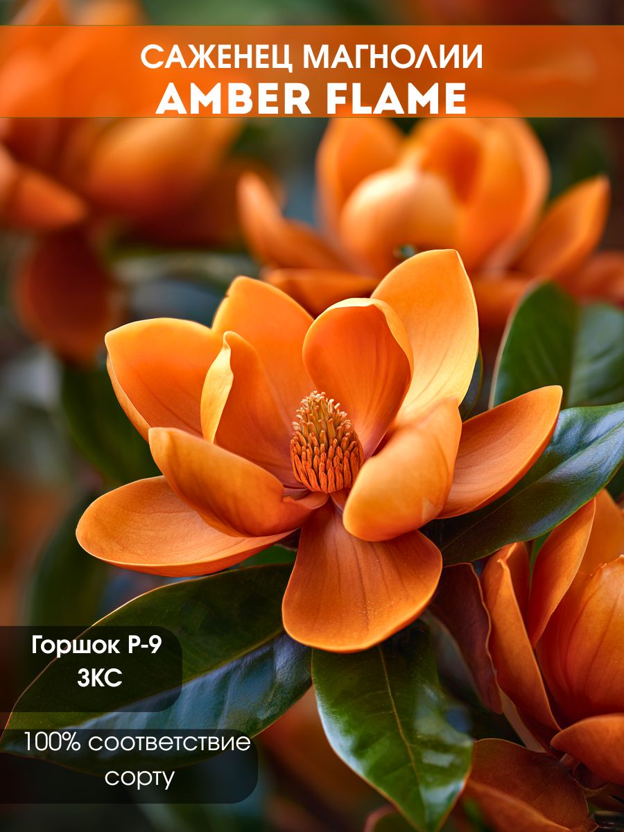 Магнолия Amber Flame