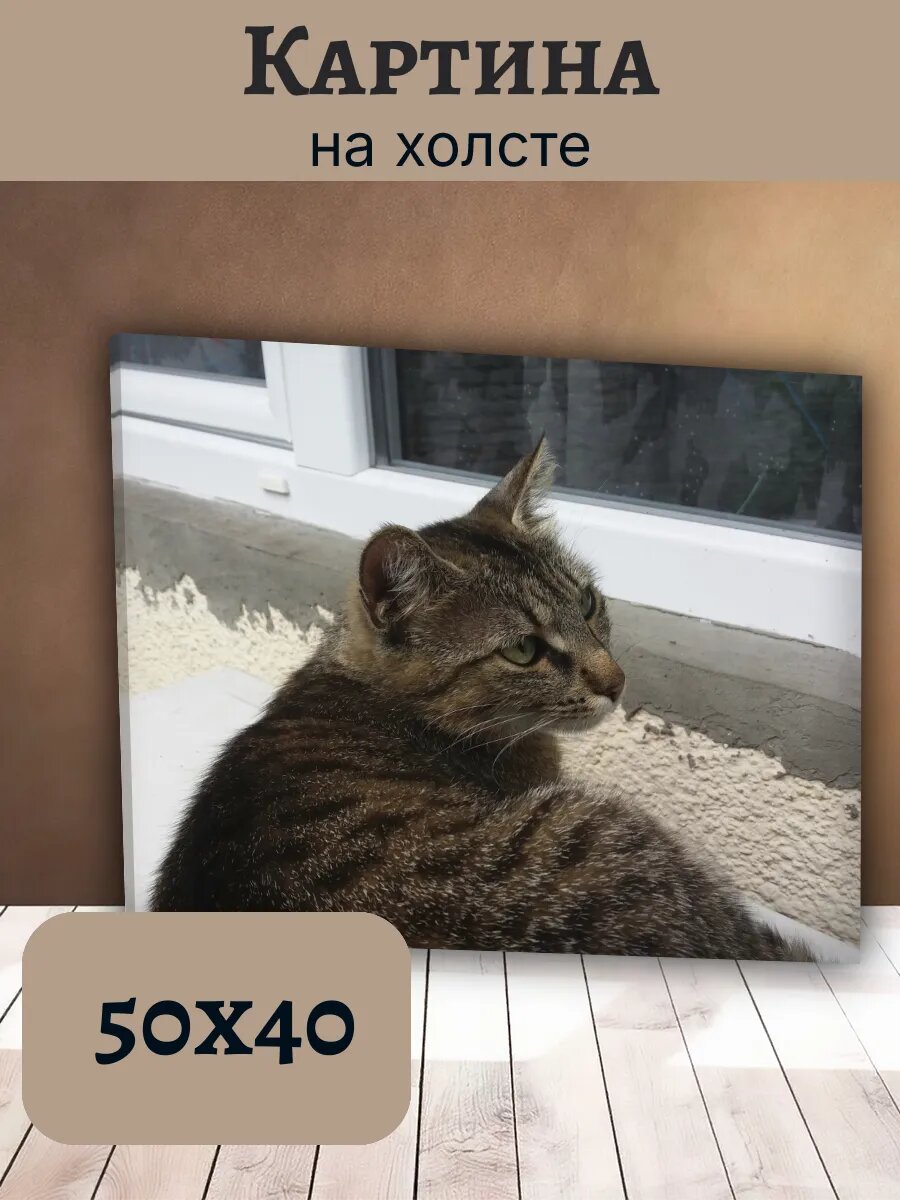 Картина Кот Кошка Cat 40x50 интерьерная полосатый табби