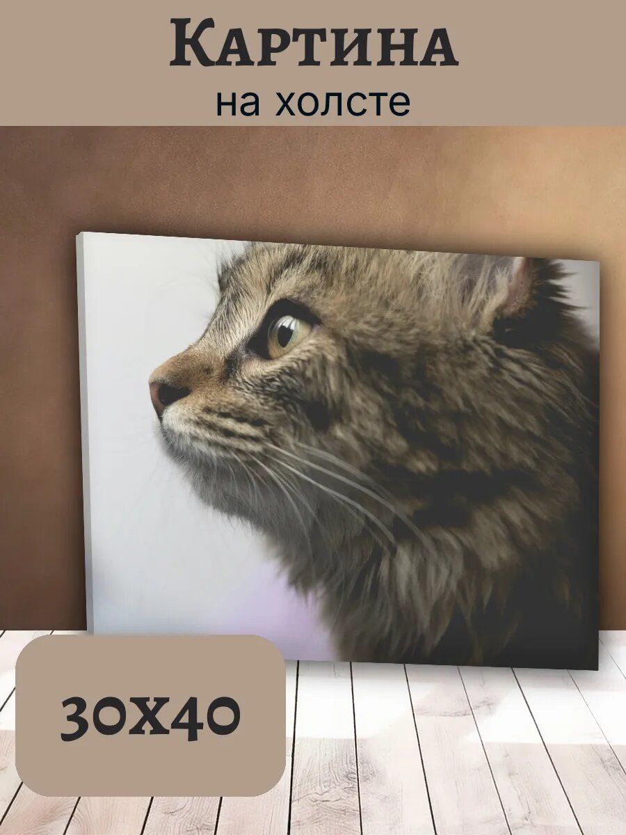 Картина Кот Кошка Cat 30x40 портрет пушистого табби