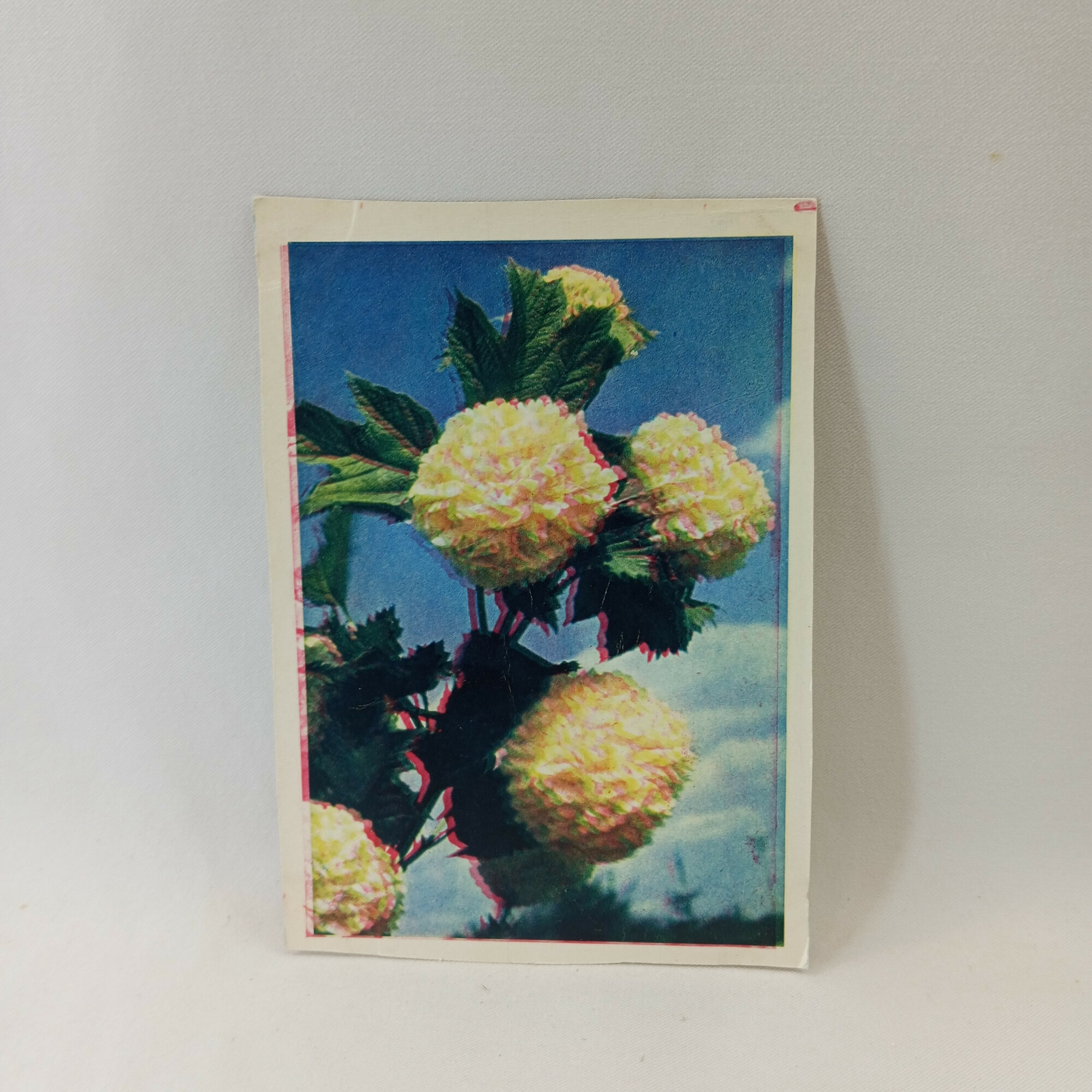 Открытка советская СССР. Бульденеж, цветущий кустарник на синем фоне. Винтаж 1965 года