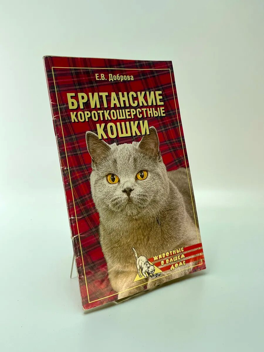 Британские короткошерстные кошки