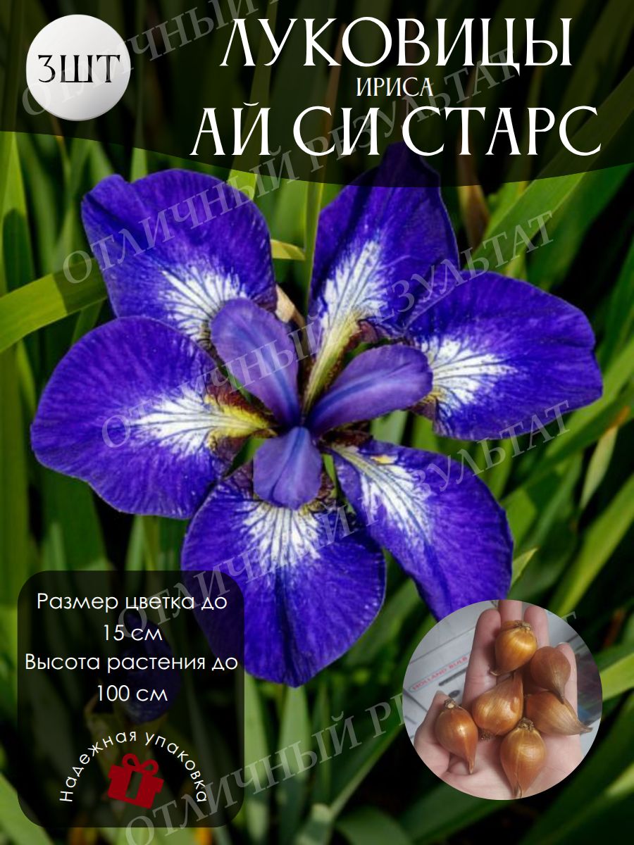 Луковицы Ириса Ай Си Старс