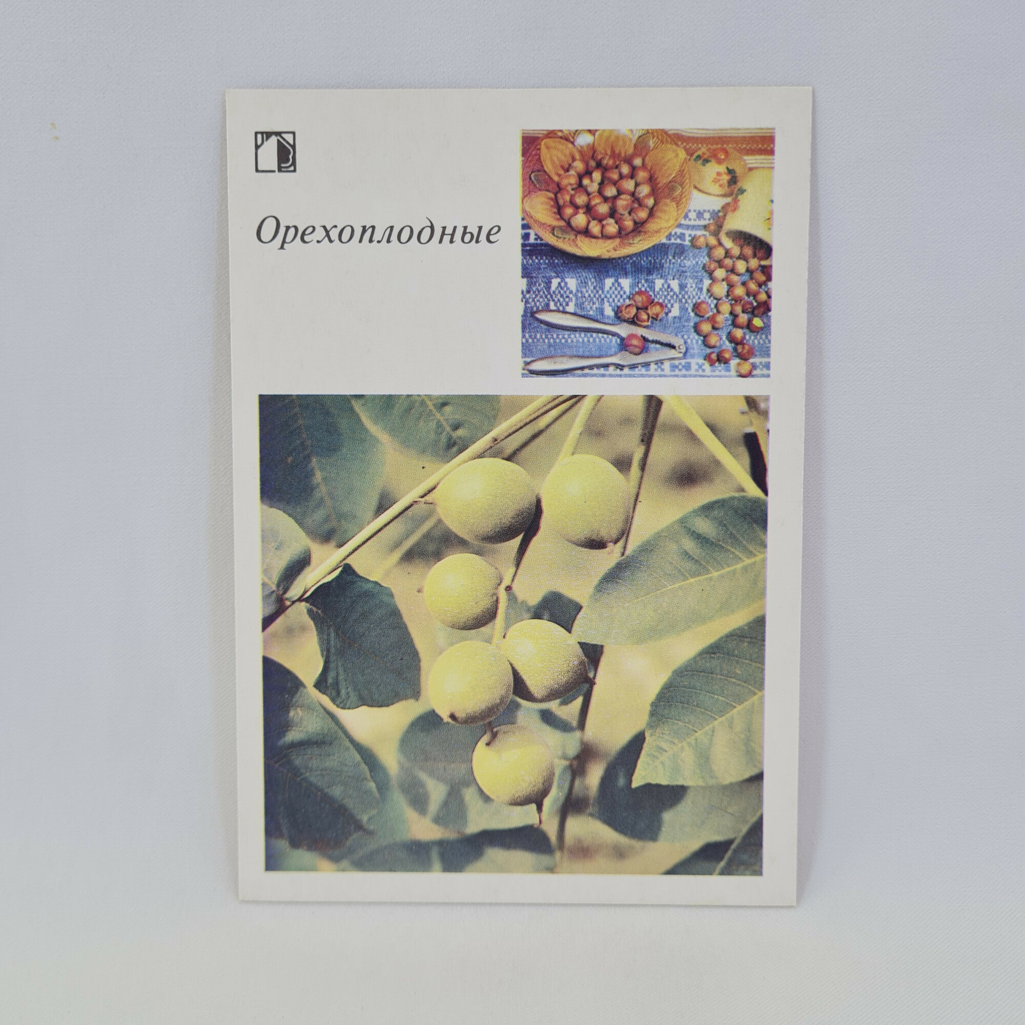 Открытка советская СССР. Грецкий орех, фундук и садовые растения. Винтаж