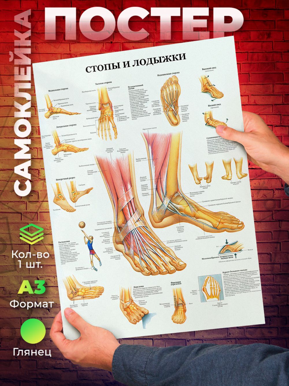 Постер самоклеющийся Стопы и лодыжки человека Анатомический плакат А3