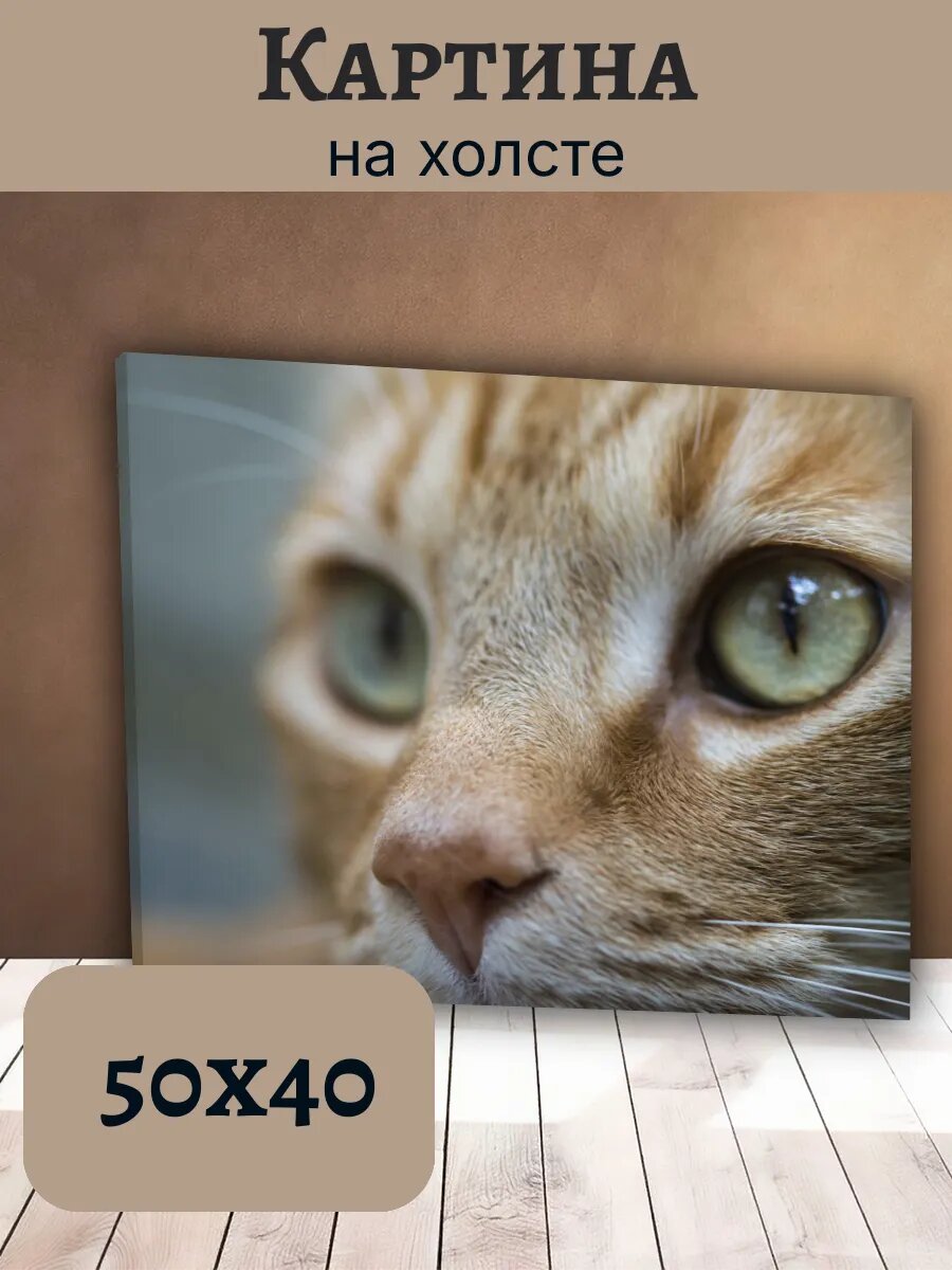 Картина Постер Кот Кошка Cat 40x50 рыжий портрет
