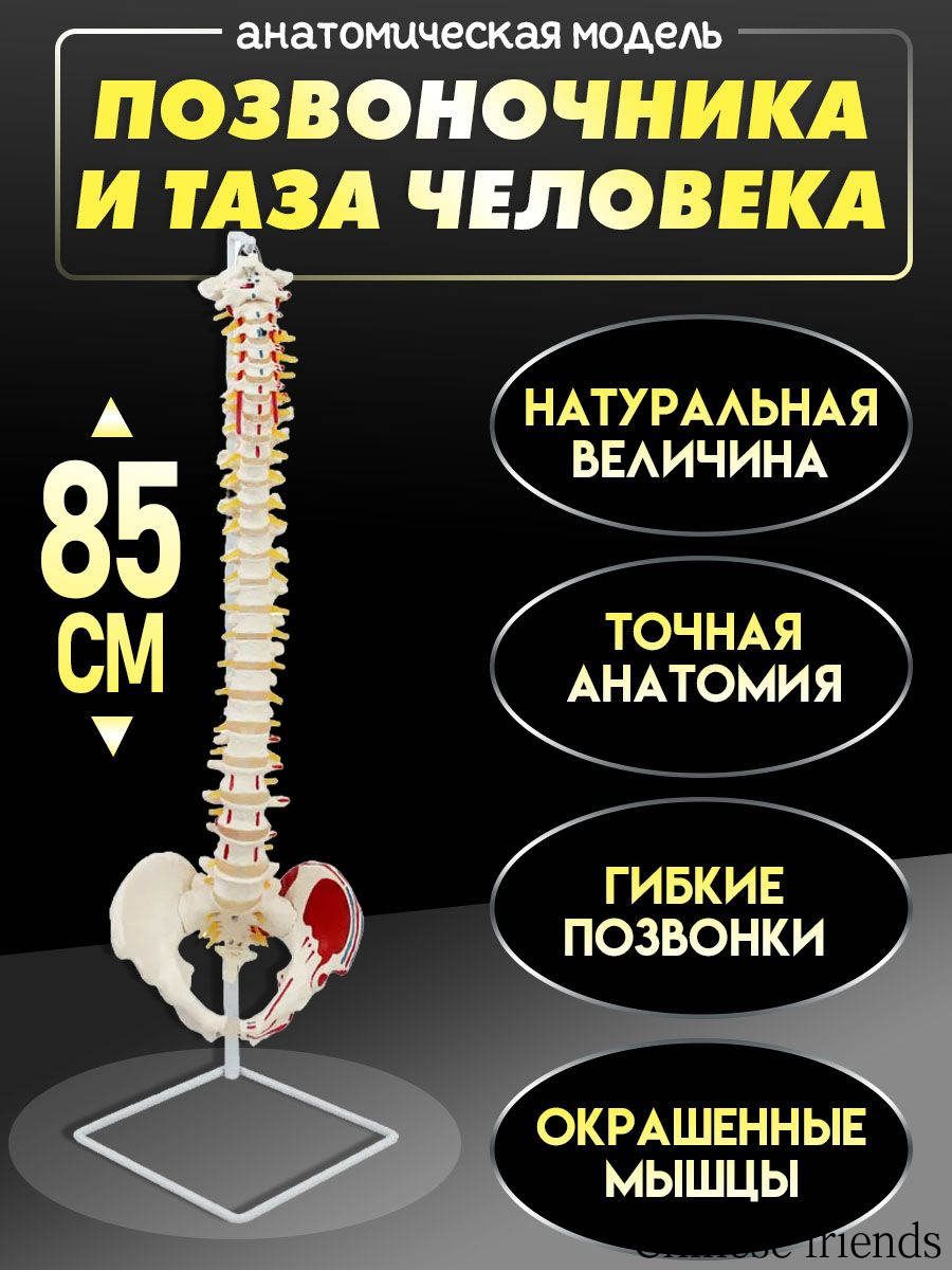 Анатомическая модель позвоночника и таза человека с мышцами на подставке 85 см в натуральную величину