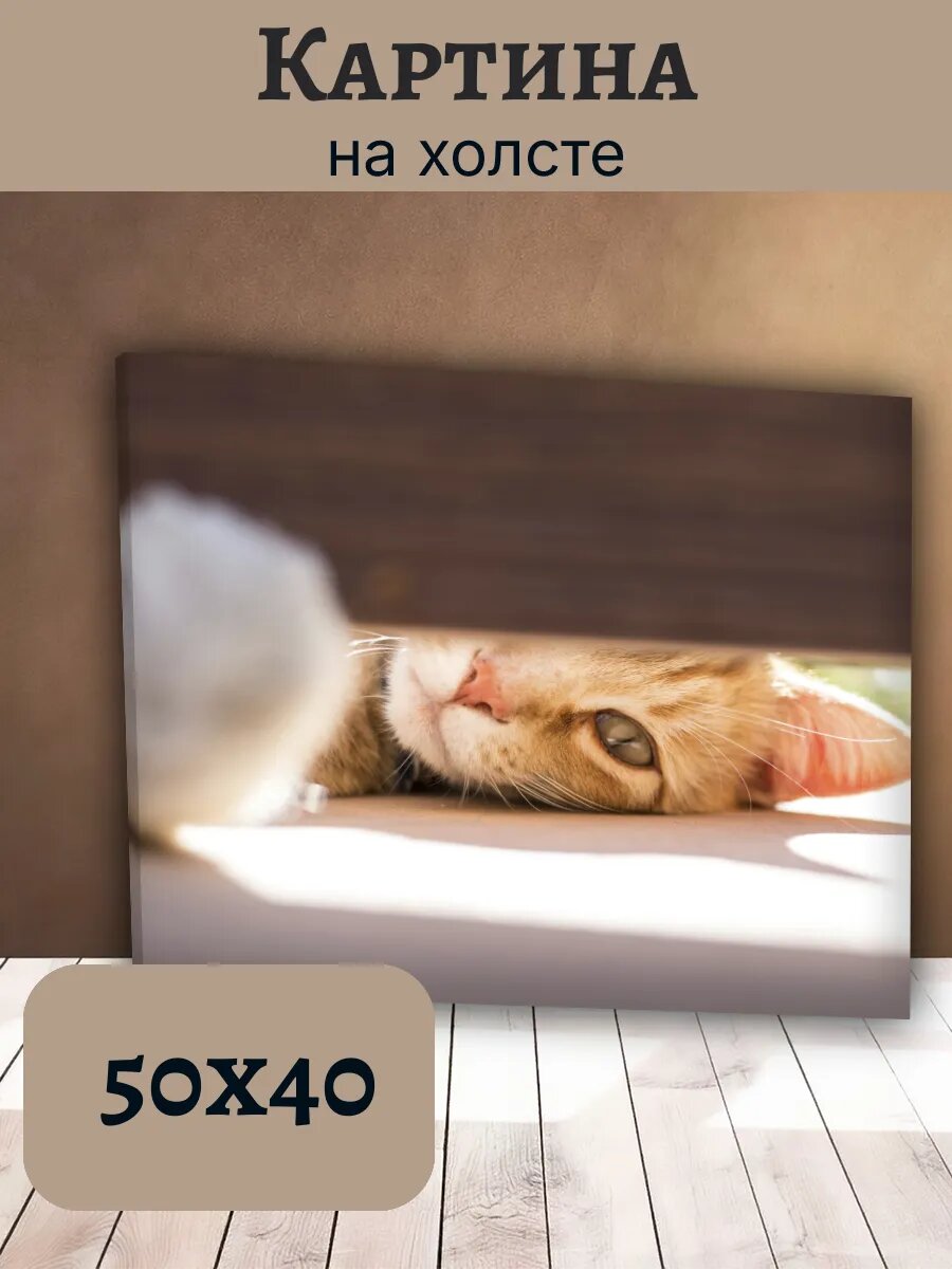 Картина Постер Кот Кошка Cat 40x50 рыжий котенок