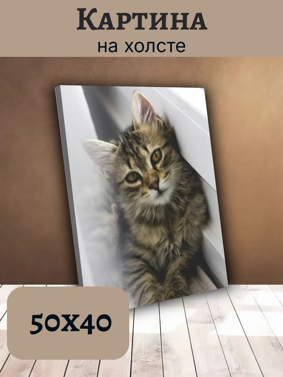 Картина Постер Кот Кошка Cat 40x50 пушистый Серый Котенок