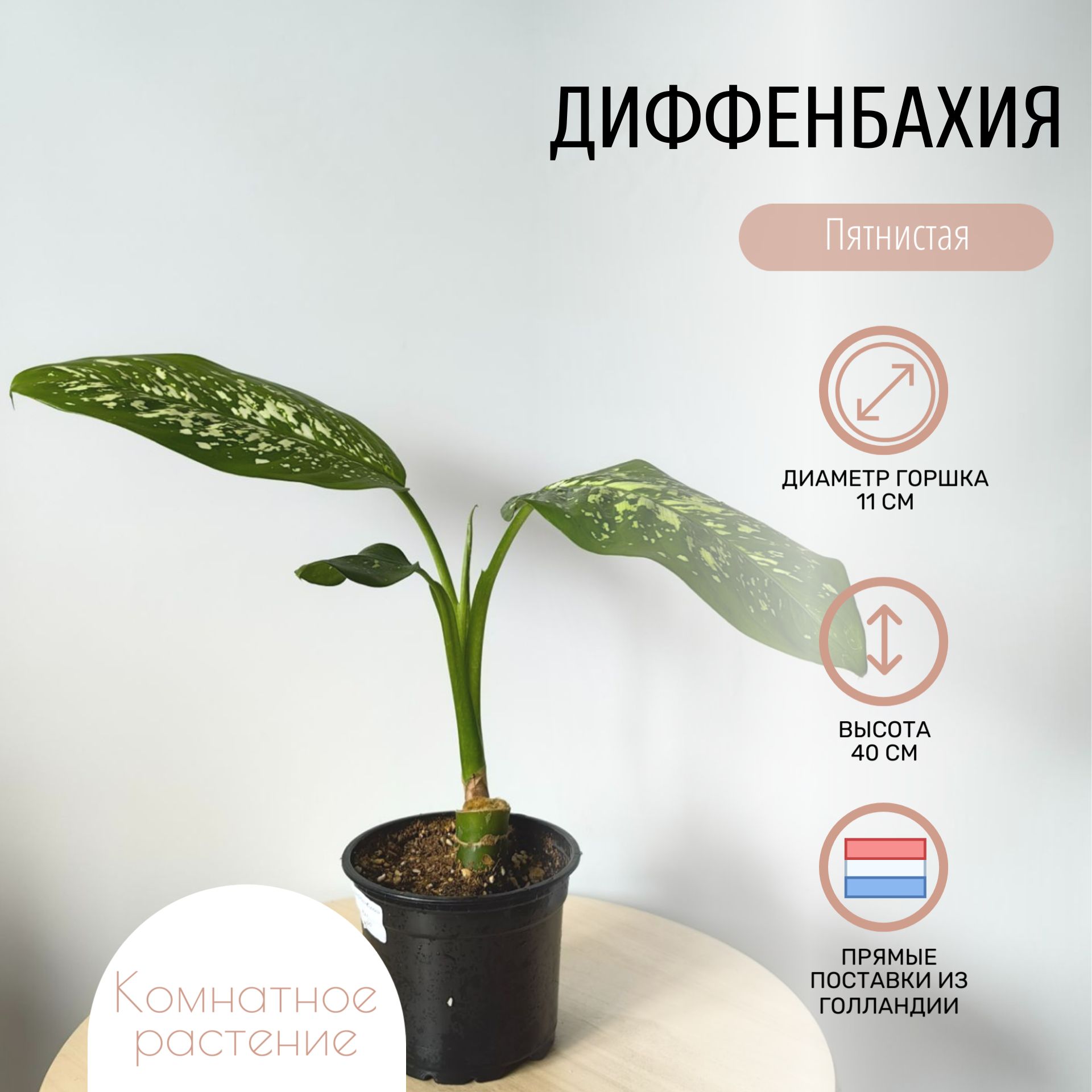 Комнатное растение Диффенбахия в транспортировочном кашпо высотой 40 см
