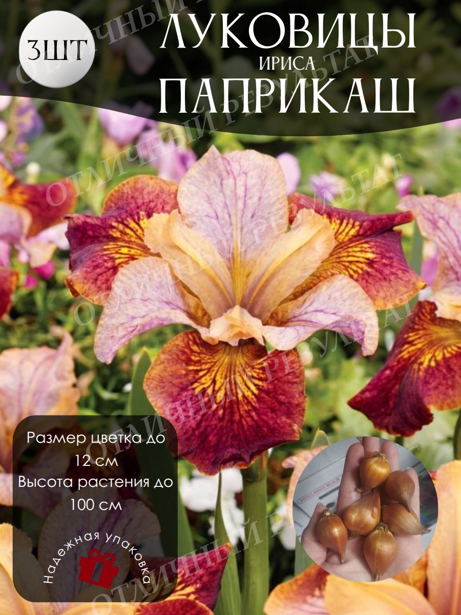 Луковицы Ириса Паприкаш