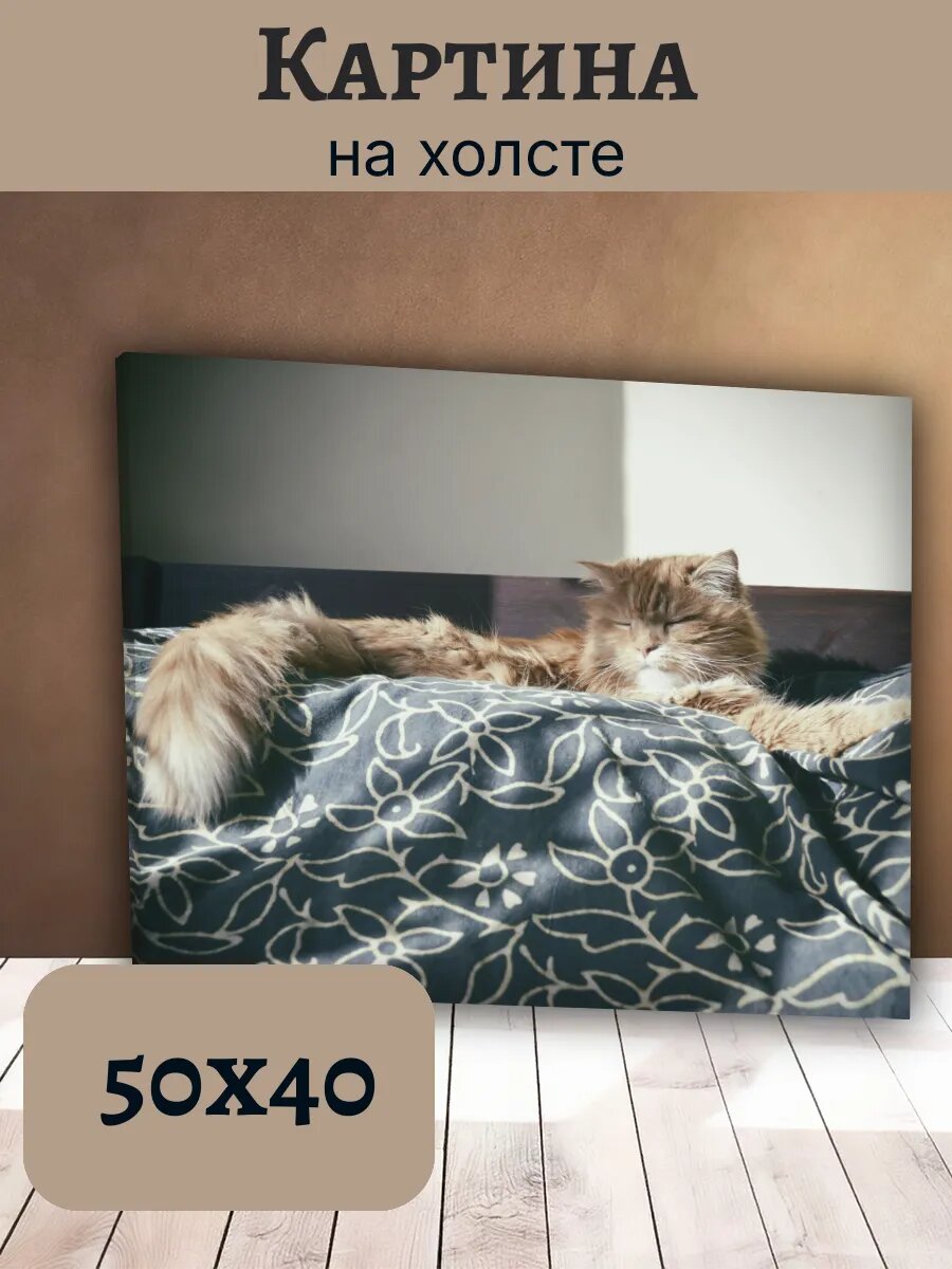 Картина Кот Кошка Cat 40x50 рыжий кот спит на кровати