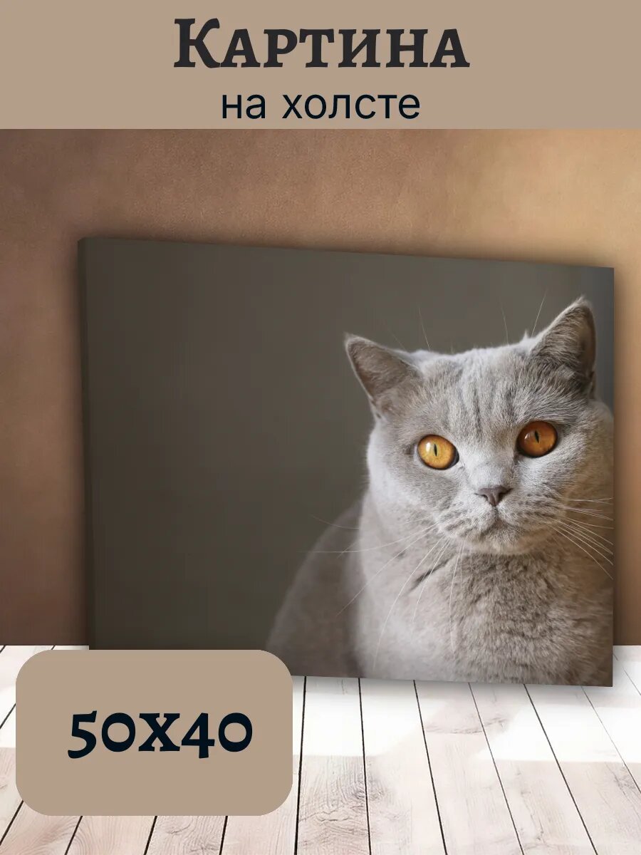 Картина Кот Кошка Cat 40x50 британская серая с оранжевыми